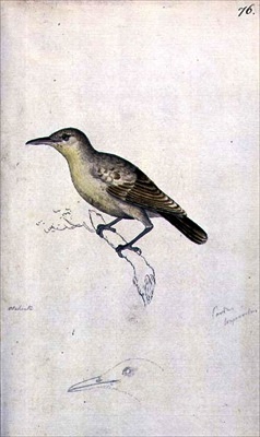 Moorea Reed Warbler (Acrocephalus longirostris) photo