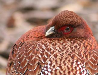 Copper Pheasant (Syrmaticus soemmerringii) photo