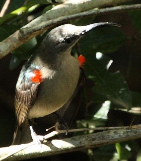Mouse-colored Sunbird (Cyanomitra veroxii) photo