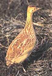 Lesser Nothura (Nothura minor) photo