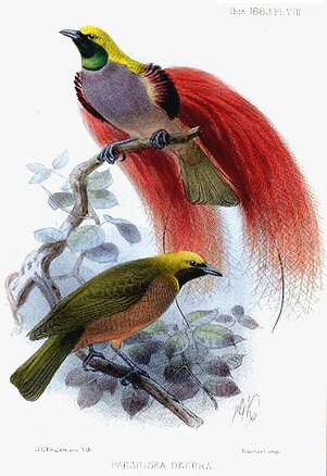 Goldie's Bird-of-Paradise (Paradisaea decora) photo