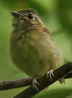 Stub-tailed Spadebill (Platyrinchus cancrominus) photo
