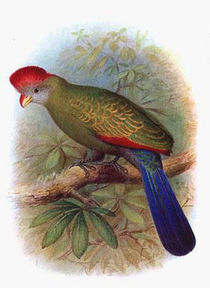 Bannerman's Turaco (Tauraco bannermani) photo