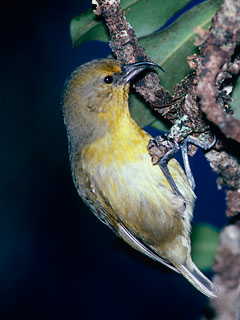 Akiapolaau (Hemignathus wilsoni) photo