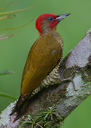 Rufous-winged Woodpecker (Piculus simplex) photo