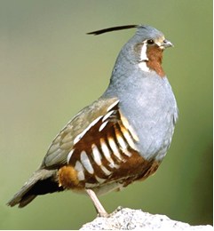 Mountain Quail (Oreortyx pictus) photo