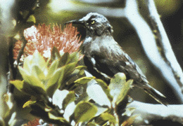 Kauai Oo (Moho braccatus) photo
