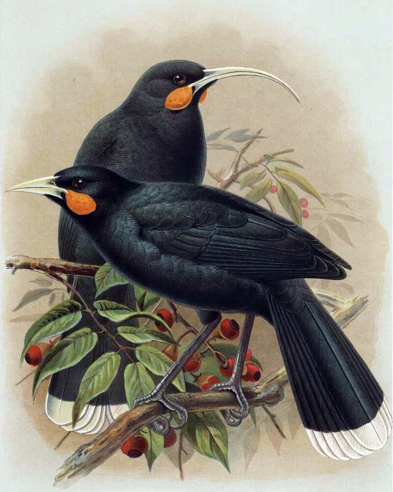 Huia (Heteralocha acutirostris) photo