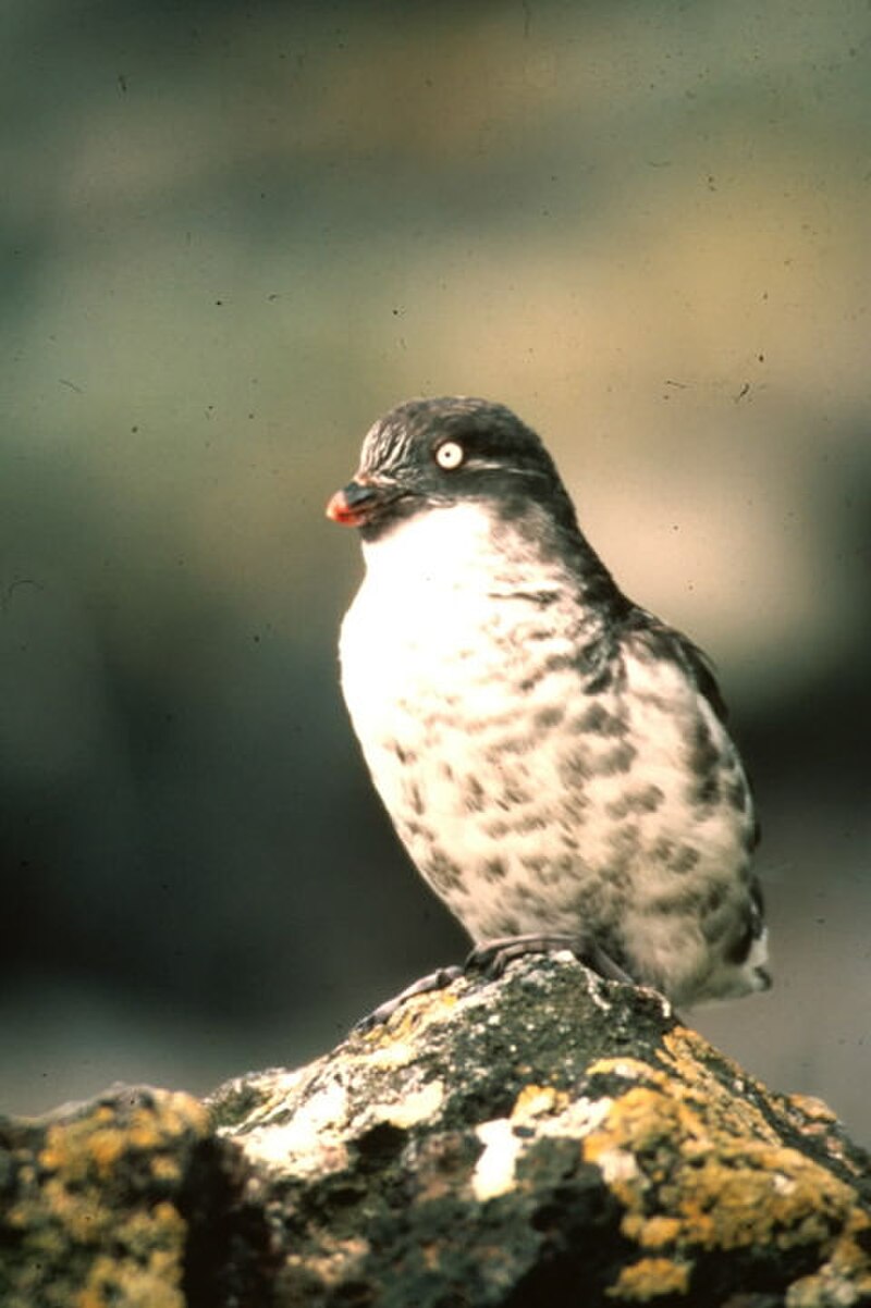 Least Auklet (Aethia pusilla) photo