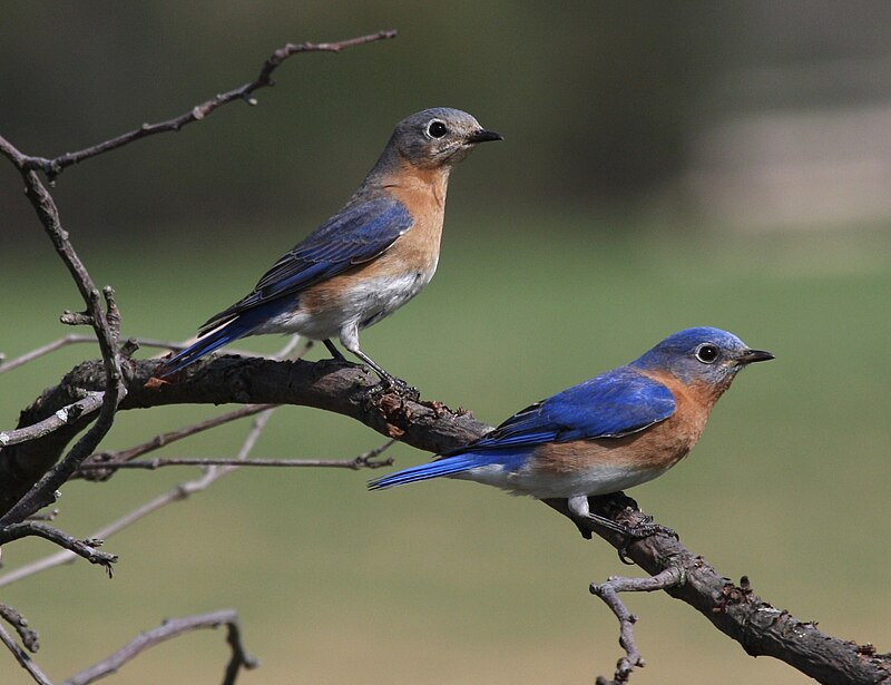 Eastern Bluebird (Sialia sialis) photo