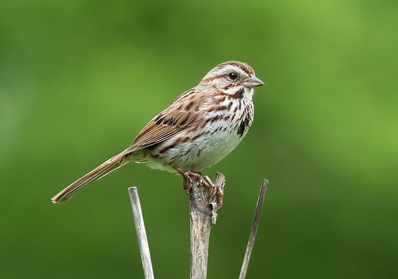 Song Sparrow (Melospiza melodia) photo