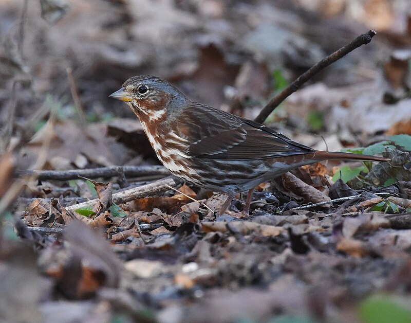 Fox Sparrow (Passerella iliaca) photo