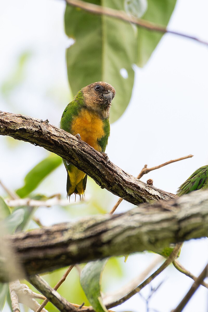 Geelvink Pygmy-Parrot (Micropsitta geelvinkiana) photo