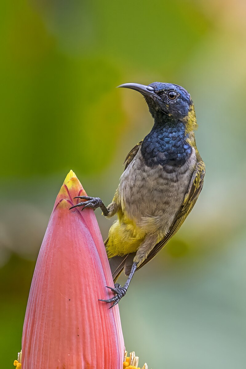 Reichenbach's Sunbird (Anabathmis reichenbachii) photo