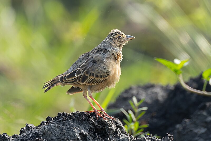 Bengal Bushlark (Plocealauda assamica) photo