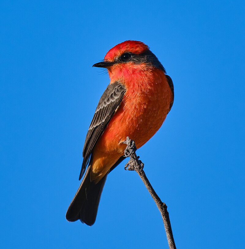 Vermilion Flycatcher (Pyrocephalus rubinus) photo