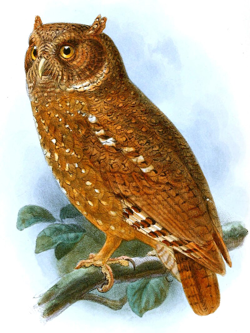 Sandy Scops-Owl (Otus icterorhynchus) photo