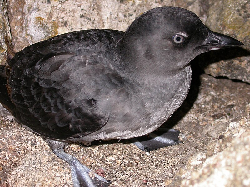 Cassin's Auklet (Ptychoramphus aleuticus) photo