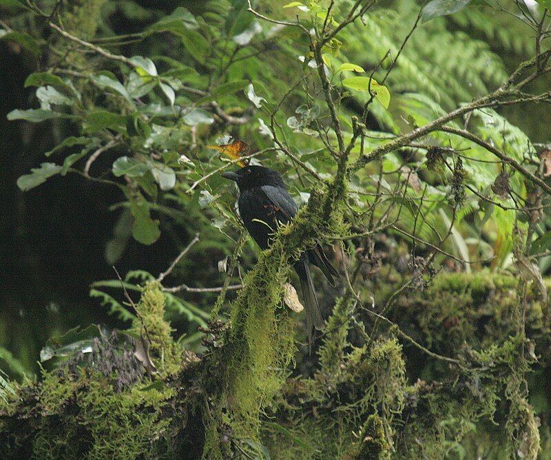 Grande Comore Drongo (Dicrurus fuscipennis) photo