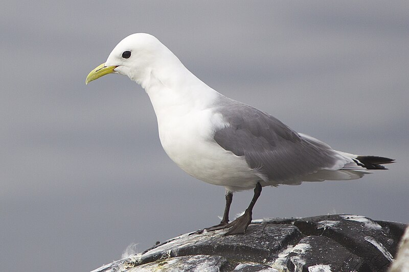 Black-legged Kittiwake (Rissa tridactyla) photo