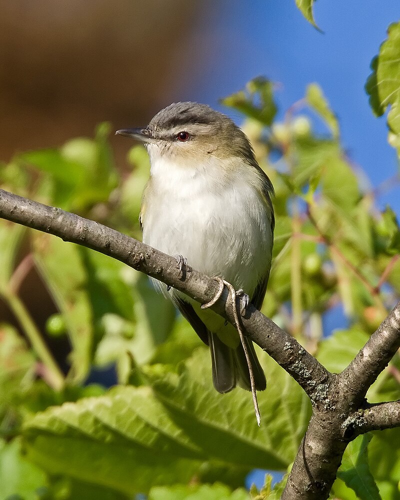 Red-eyed Vireo (Vireo olivaceus) photo