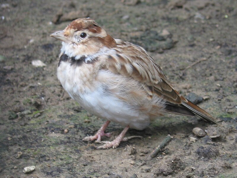 Mongolian Lark (Melanocorypha mongolica) photo