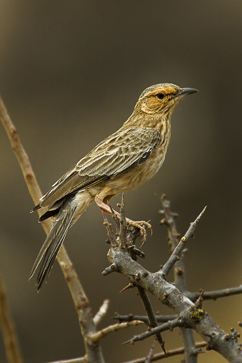 Pink-breasted Lark (Calendulauda poecilosterna) photo