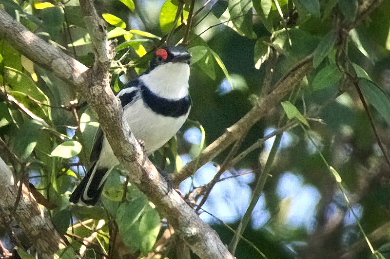 White-fronted Wattle-eye (Platysteira albifrons) photo