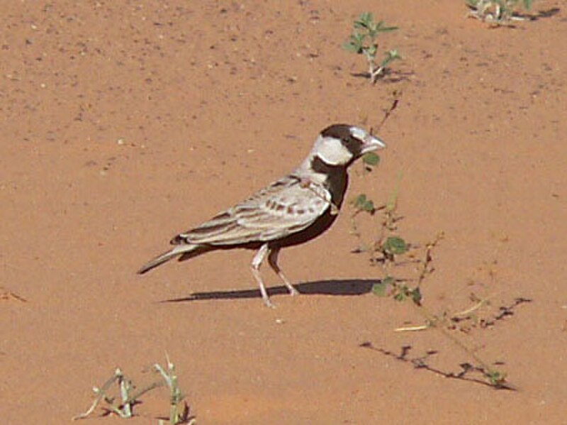 Black-crowned Sparrow-Lark (Eremopterix nigriceps) photo