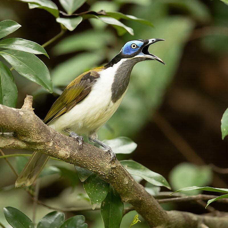 Blue-faced Honeyeater (Entomyzon cyanotis) photo