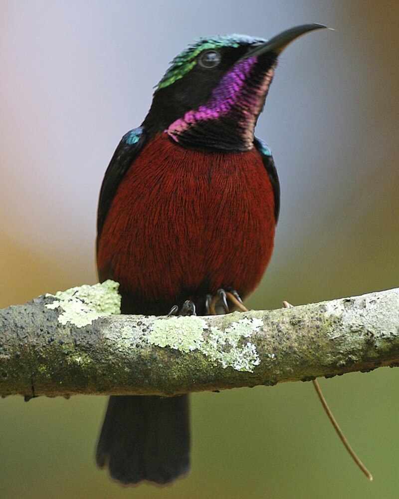Van Hasselt's Sunbird (Leptocoma brasiliana) photo