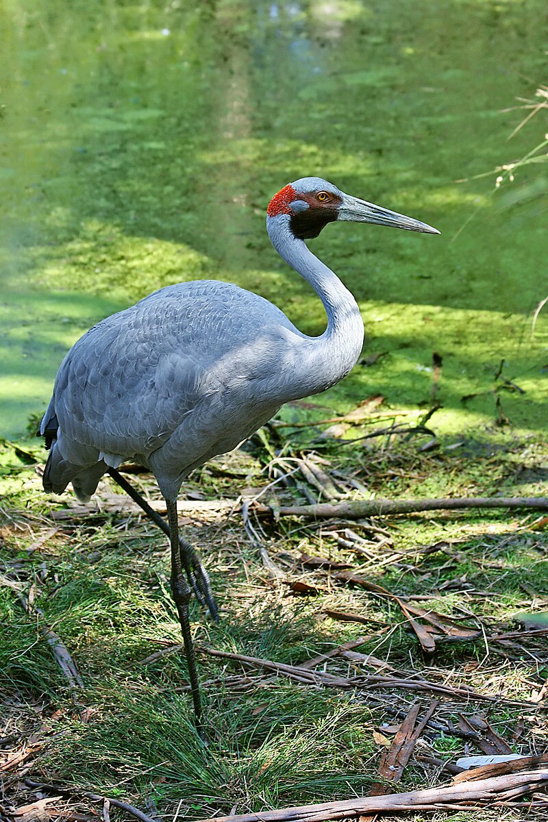 Brolga (Antigone rubicunda) photo