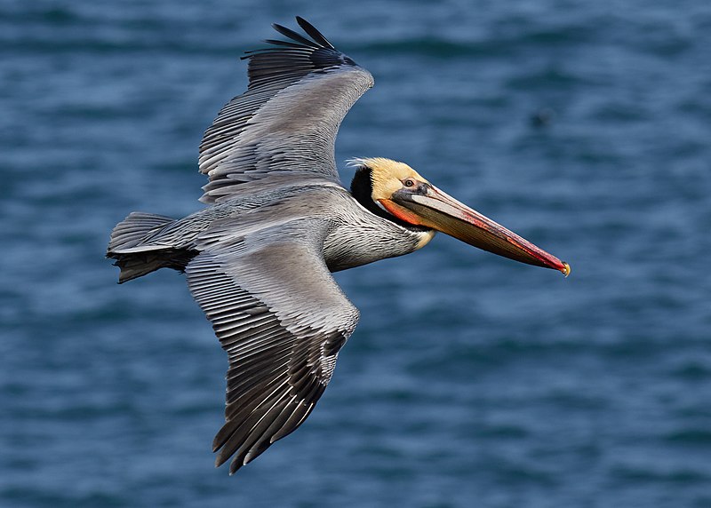 Brown Pelican (Pelecanus occidentalis) photo