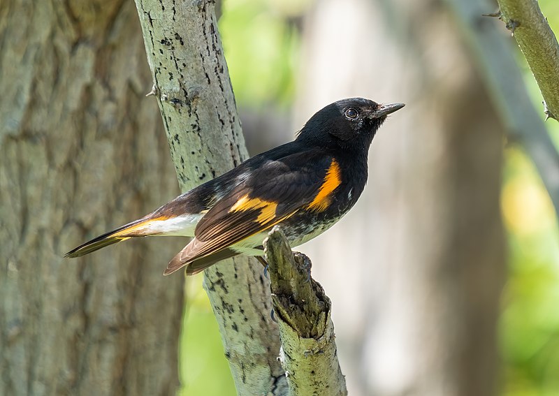 American Redstart (Setophaga ruticilla) photo