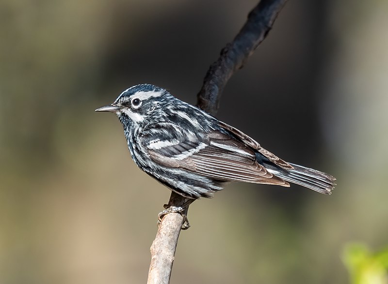 Black-and-white Warbler (Mniotilta varia) photo