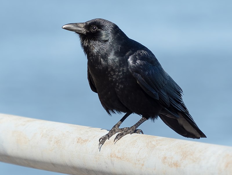Fish Crow (Corvus ossifragus) photo