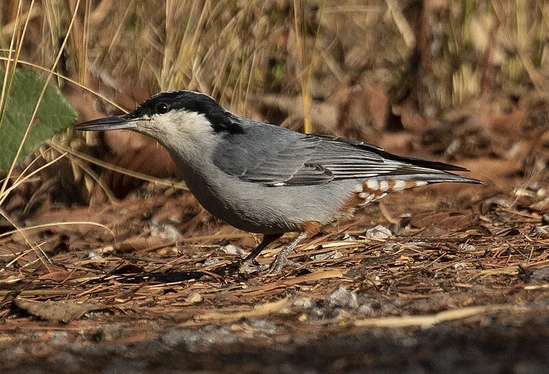 Giant Nuthatch (Sitta magna) photo