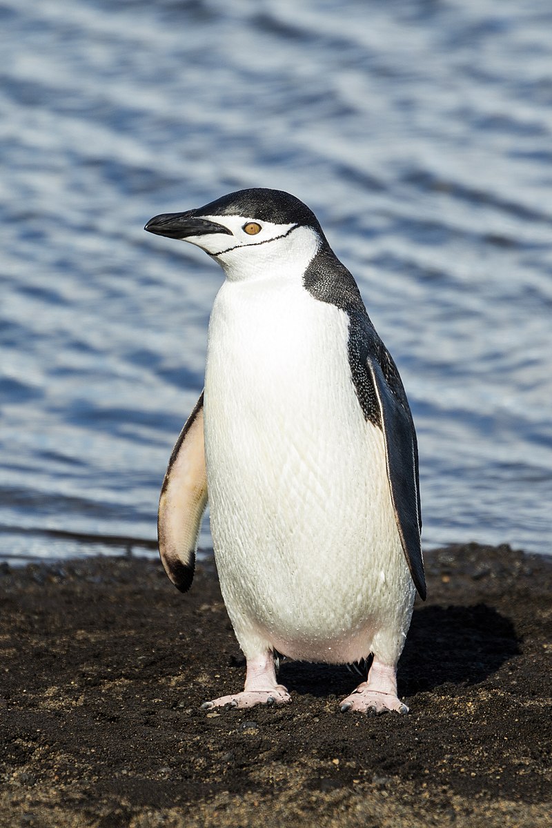 Chinstrap Penguin (Pygoscelis antarcticus) photo