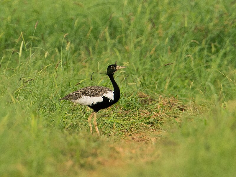 Lesser Florican (Sypheotides indicus) photo