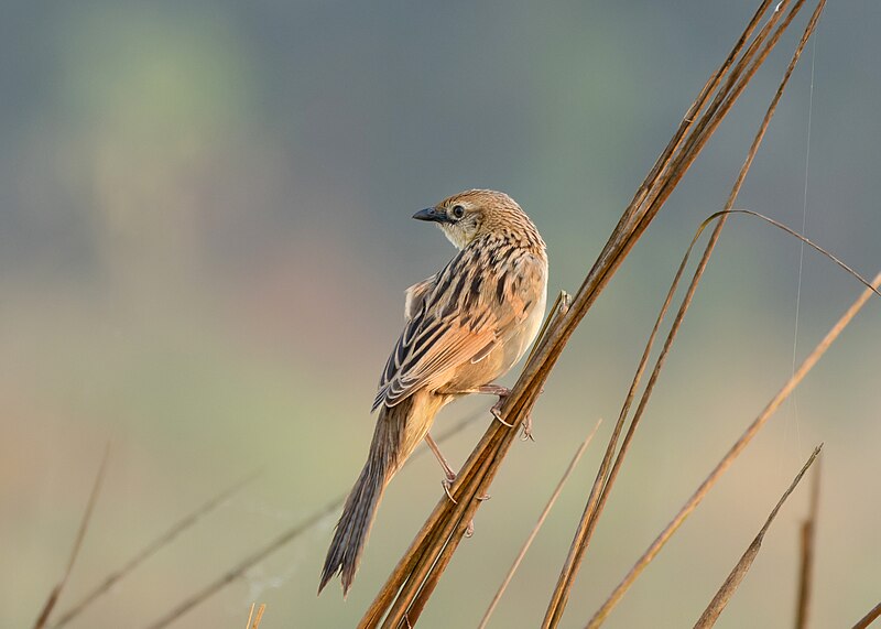 Bristled Grassbird (Schoenicola striatus) photo