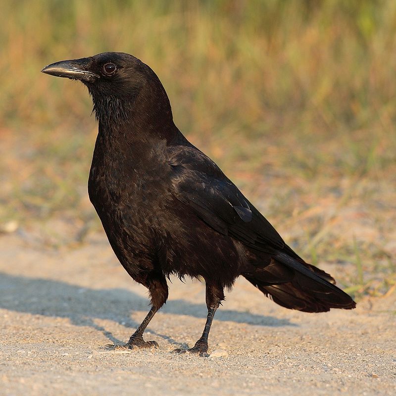 American Crow (Corvus brachyrhynchos) photo