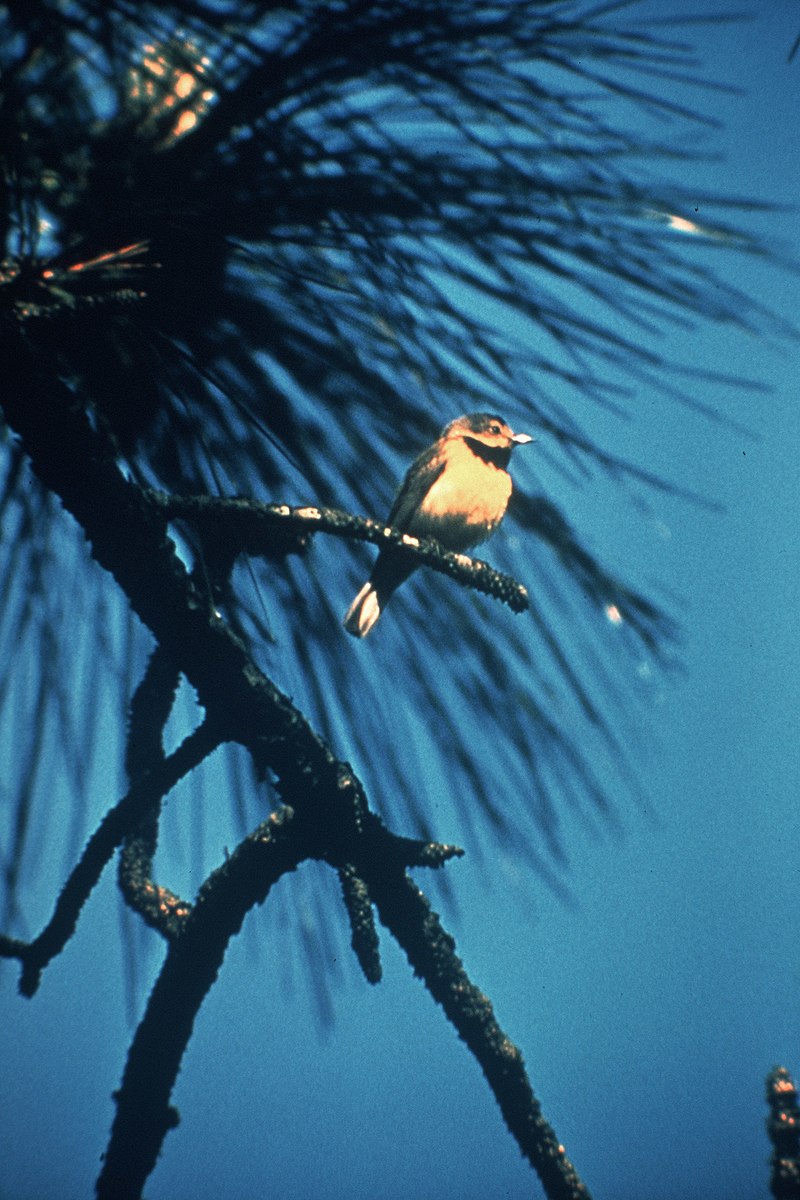 Bachman's Warbler (Vermivora bachmanii) photo