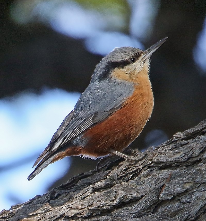 Kashmir Nuthatch (Sitta cashmirensis) photo