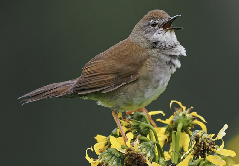 West Himalayan Bush Warbler (Locustella kashmirensis) photo
