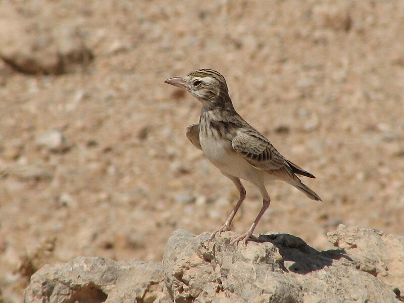 Stark's Lark (Spizocorys starki) photo
