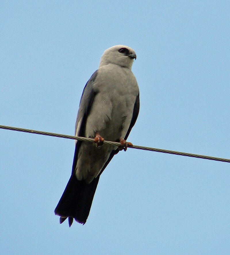 Mississippi Kite (Ictinia mississippiensis) photo