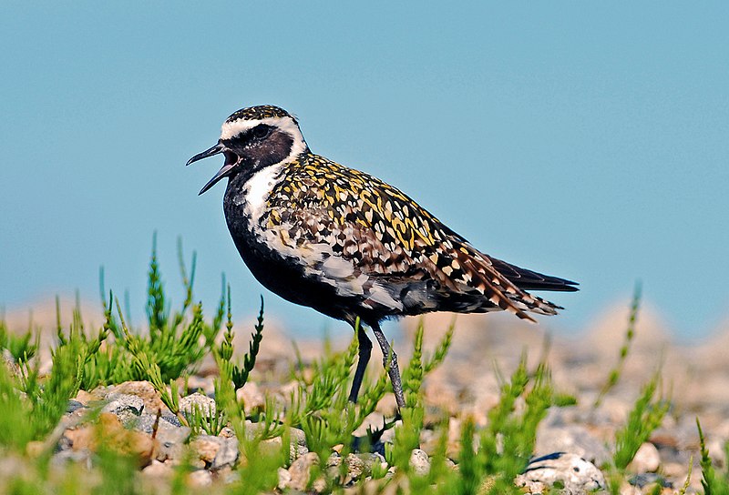 Pacific Golden-Plover (Pluvialis fulva) photo