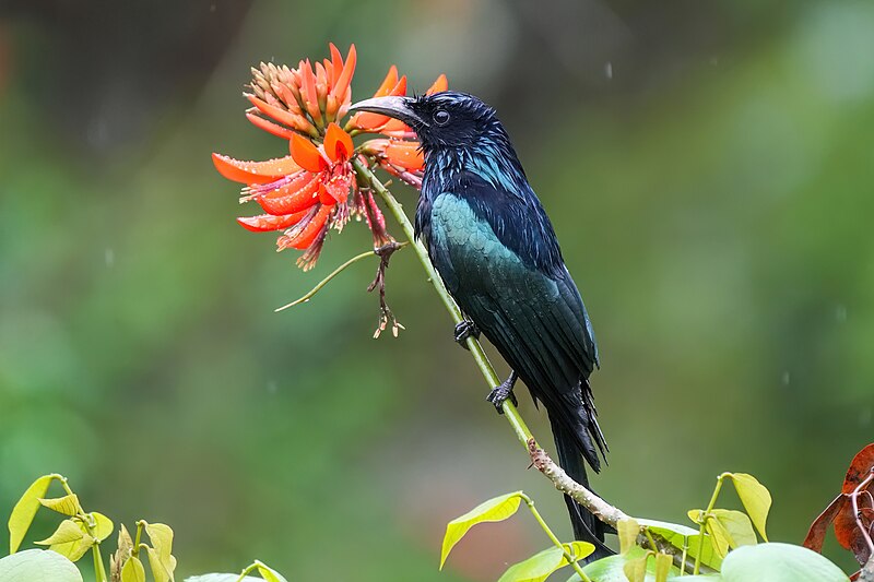 Hair-crested Drongo (Dicrurus hottentottus) photo
