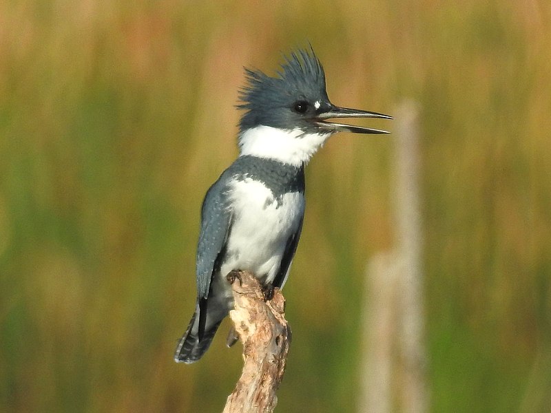 Belted Kingfisher (Megaceryle alcyon) photo