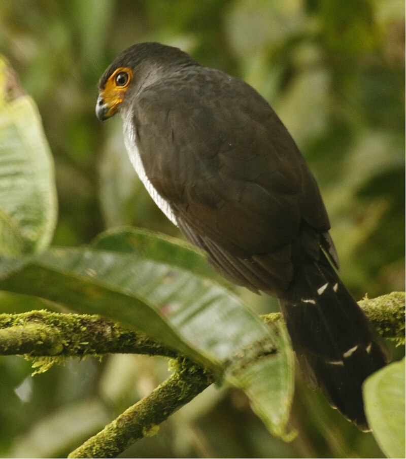 Lined Forest-Falcon (Micrastur gilvicollis) photo